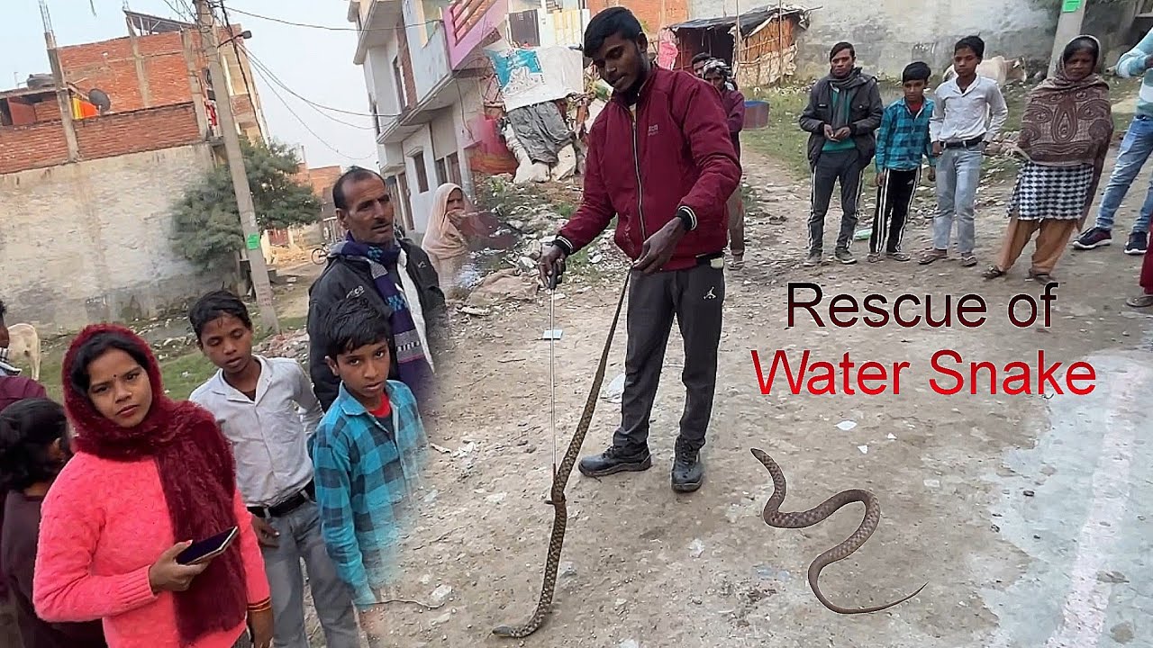 🐍 Water Snake  जल का फुर्तीला शिकारी