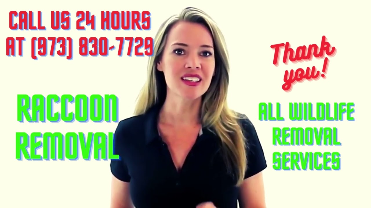 Humane Raccoon Removal Near Me Jersey City Nj - NEW NUMBER (862) 658-2086