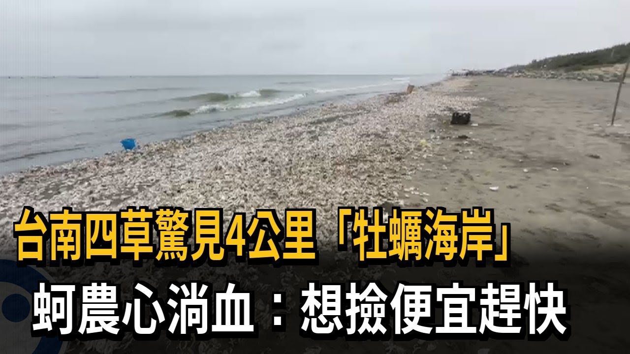 台南四草驚見4公里「牡蠣海岸」　蚵農心淌血：想撿便宜趕快－民視新聞