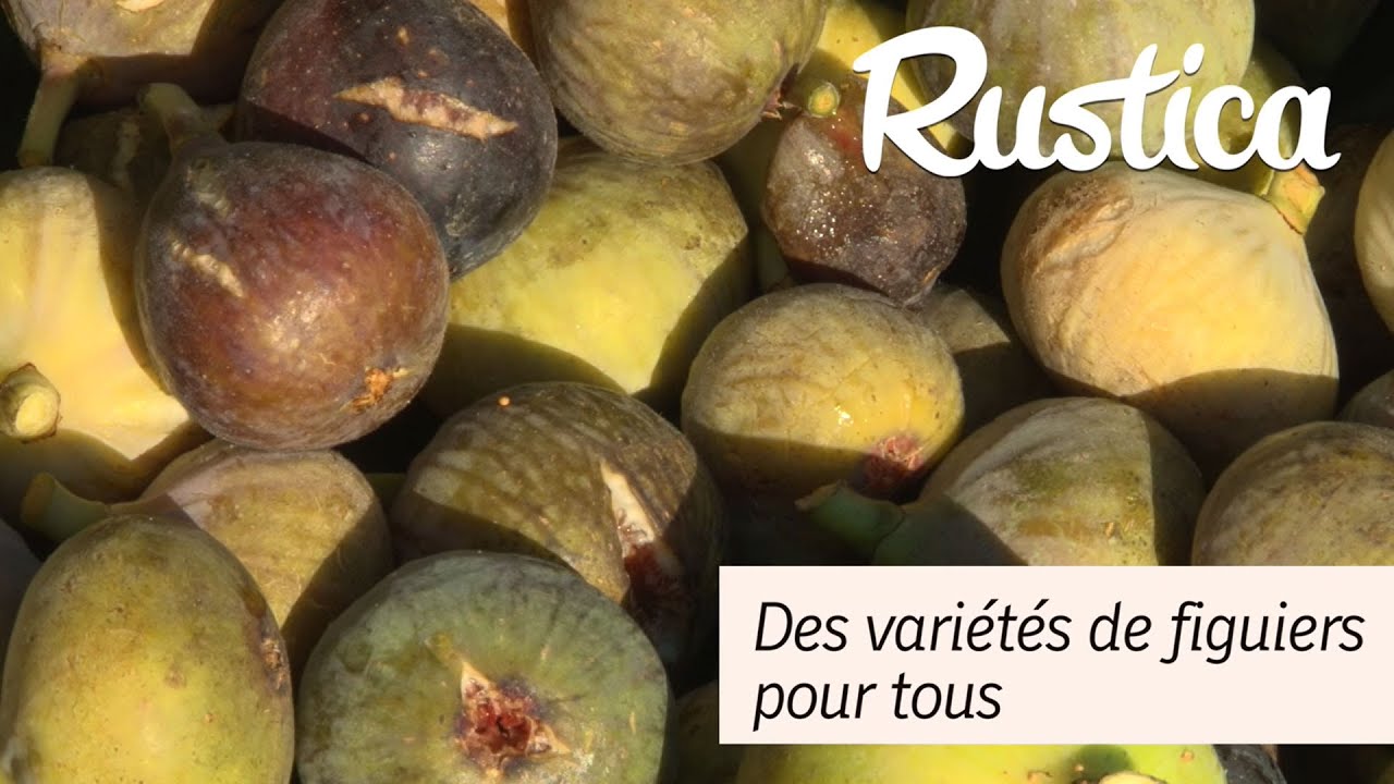 Des variétés de figuier pour tous