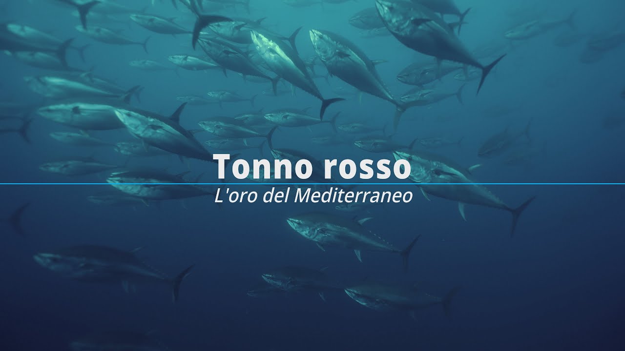 THE TEASER - Tonno Rosso l'Oro del Mediterraneo - Bluefin Tuna The Gold of the Mediterranean