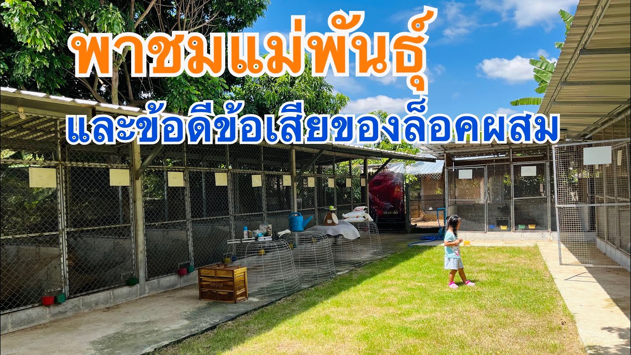 พาชมแม่พันธุ์ และข้อดีข้อเสียของล็อกผสมครับ