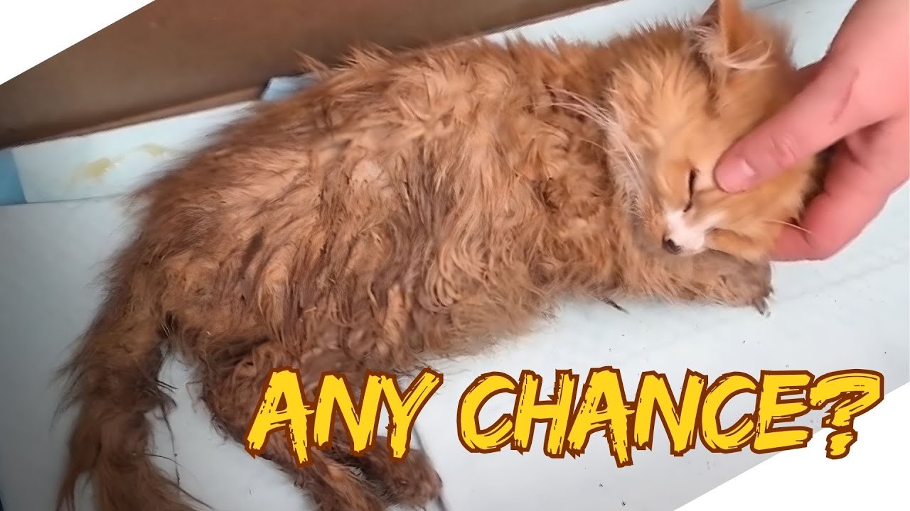 One second. One turn away. And this cat wouldn’t have survived.