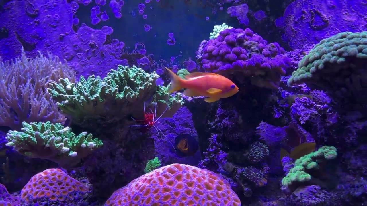 Aquarium récifal de Vincent (8 ans méthode Jauber)