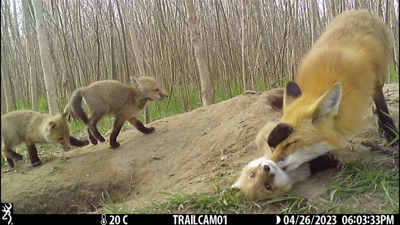 Mama #fox trying to get some grooming done in a zoo of kits at the #DairyBushFoxDen 230426