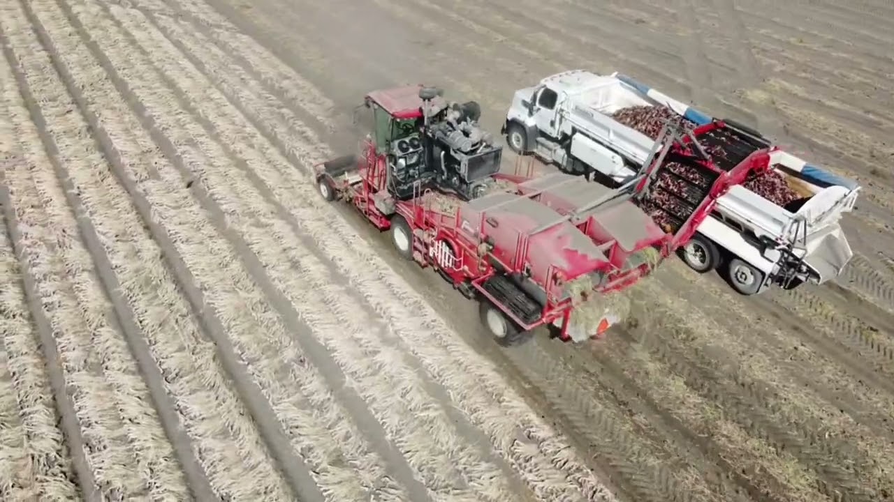 Onion Harvester TT248 2024 Turbo Top