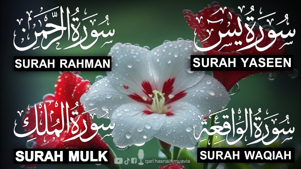 Surah Yasin ❤️ (Makki), Rahman, Waqiah & Mulk | Ep 343 | Daily Quran Recitation & Blessings