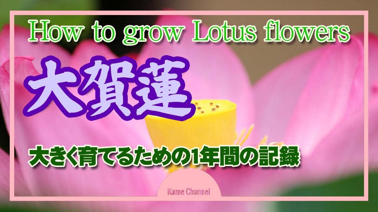 【大賀蓮】ハスを大きく育てるための１年間の記録【植替え/育て方】