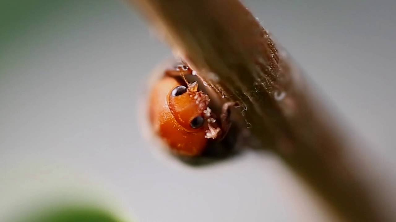 Mealybug control with Cryptobug: Operation mealybug