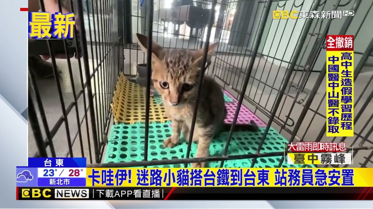 卡哇伊！ 迷路小貓搭台鐵到台東 站務員急安置@newsebc