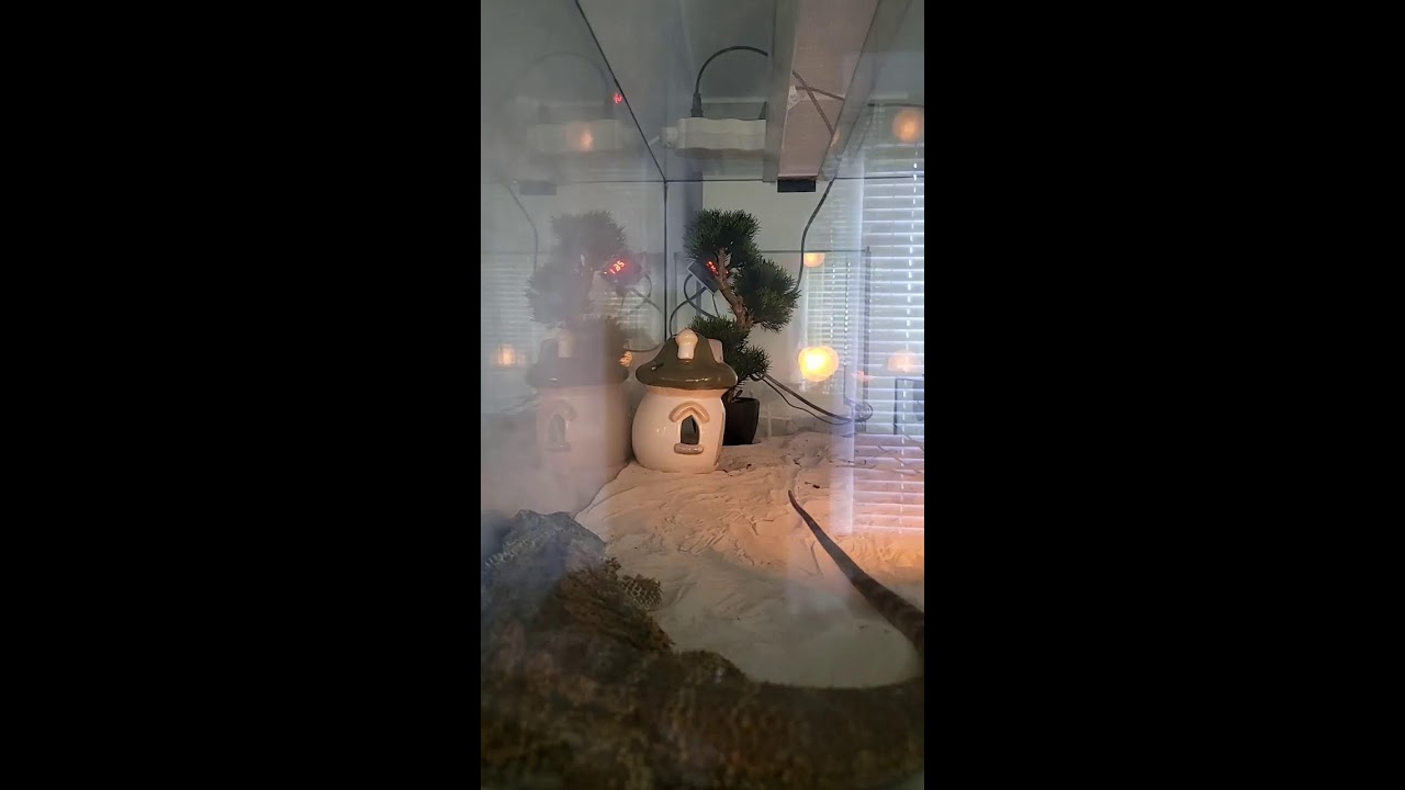 Hello bearded dragon name Juan.  😀