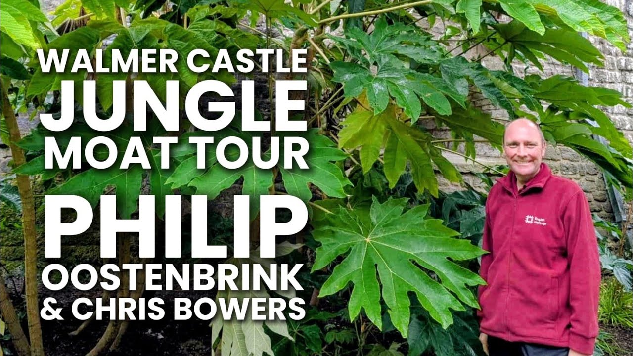 ТУР ПО ДЖУНГЛЯМ - Экскурсия по рву в джунглях замка Уолмер - Тропический сад