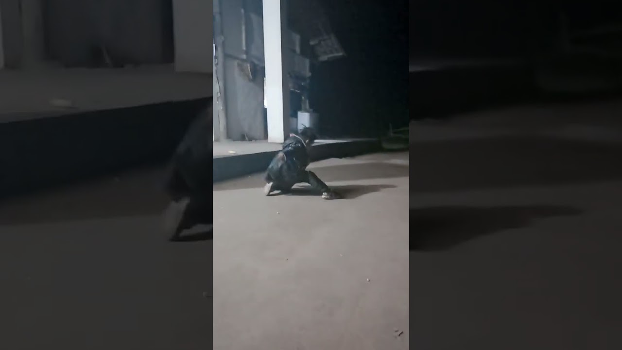 调皮的小杨总