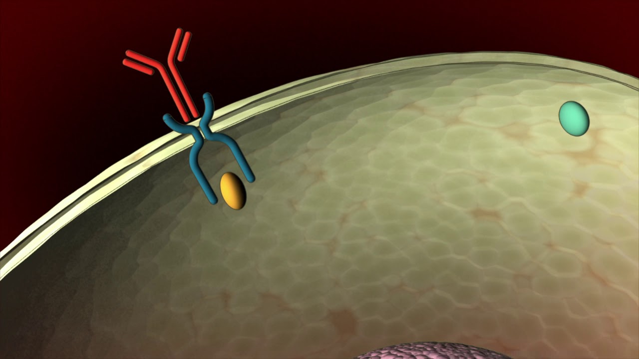 Immunoth&eacute;rapie