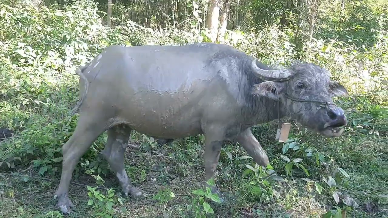 My buffalo ลูกควายกับแม่ควายกินหญ้าด้วยกัน 14 December 2025 #buffalo #newvideo 