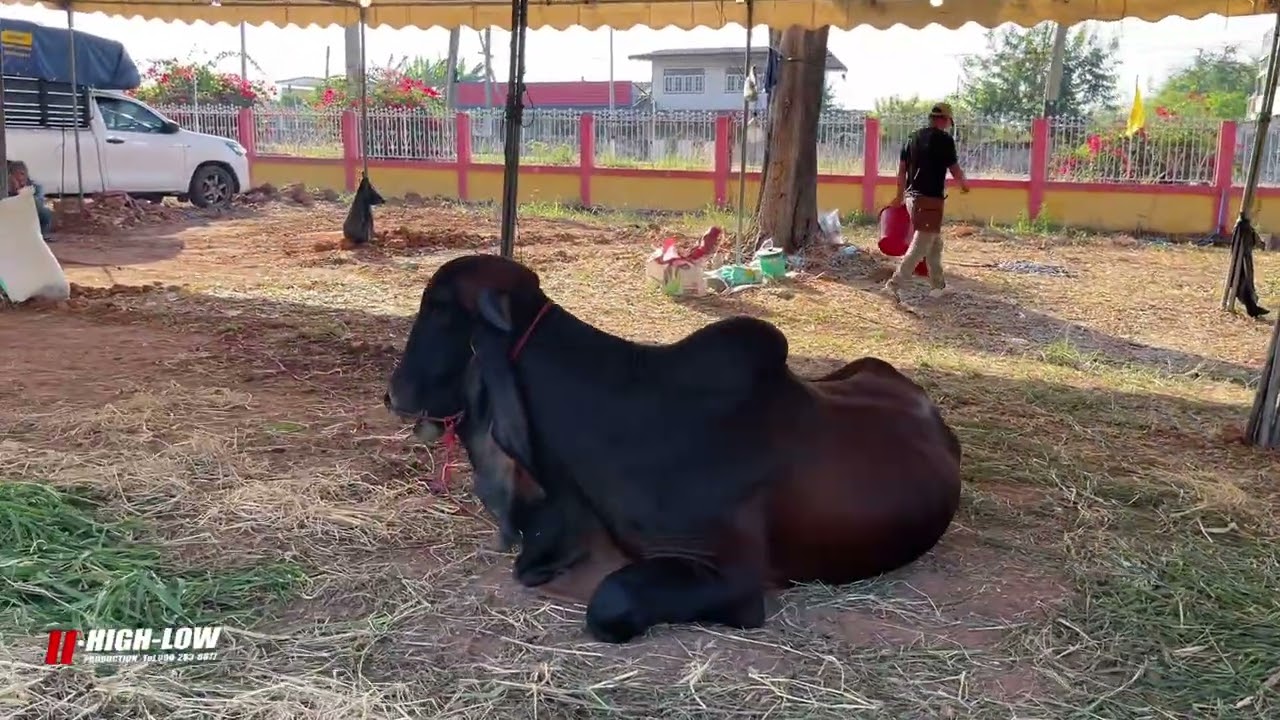 Экскурсия по пастбищу Нонг Буа Кхок, где пасутся прекрасные коровы, словно вы сами прогуливаетесь...