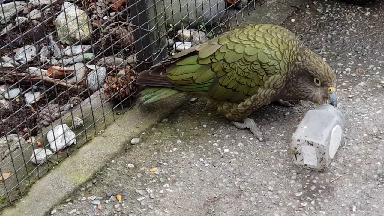 Keas in Neuseeland