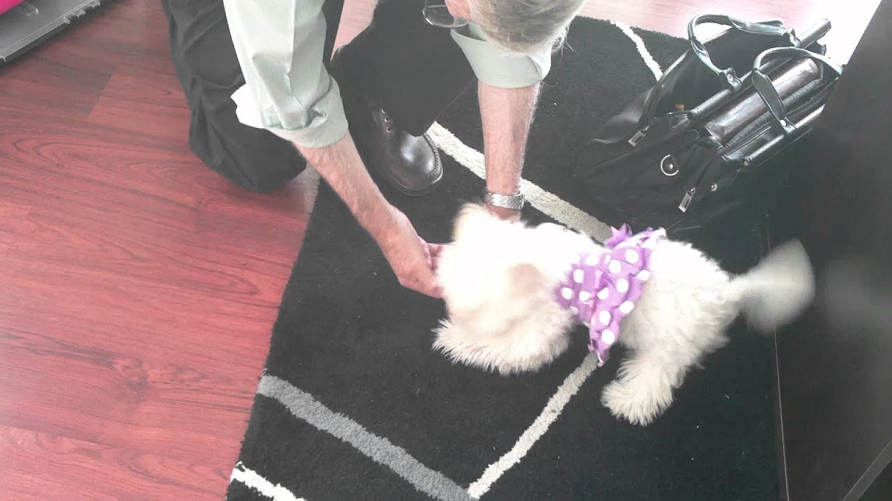 Maltese Training With Bill Stavers