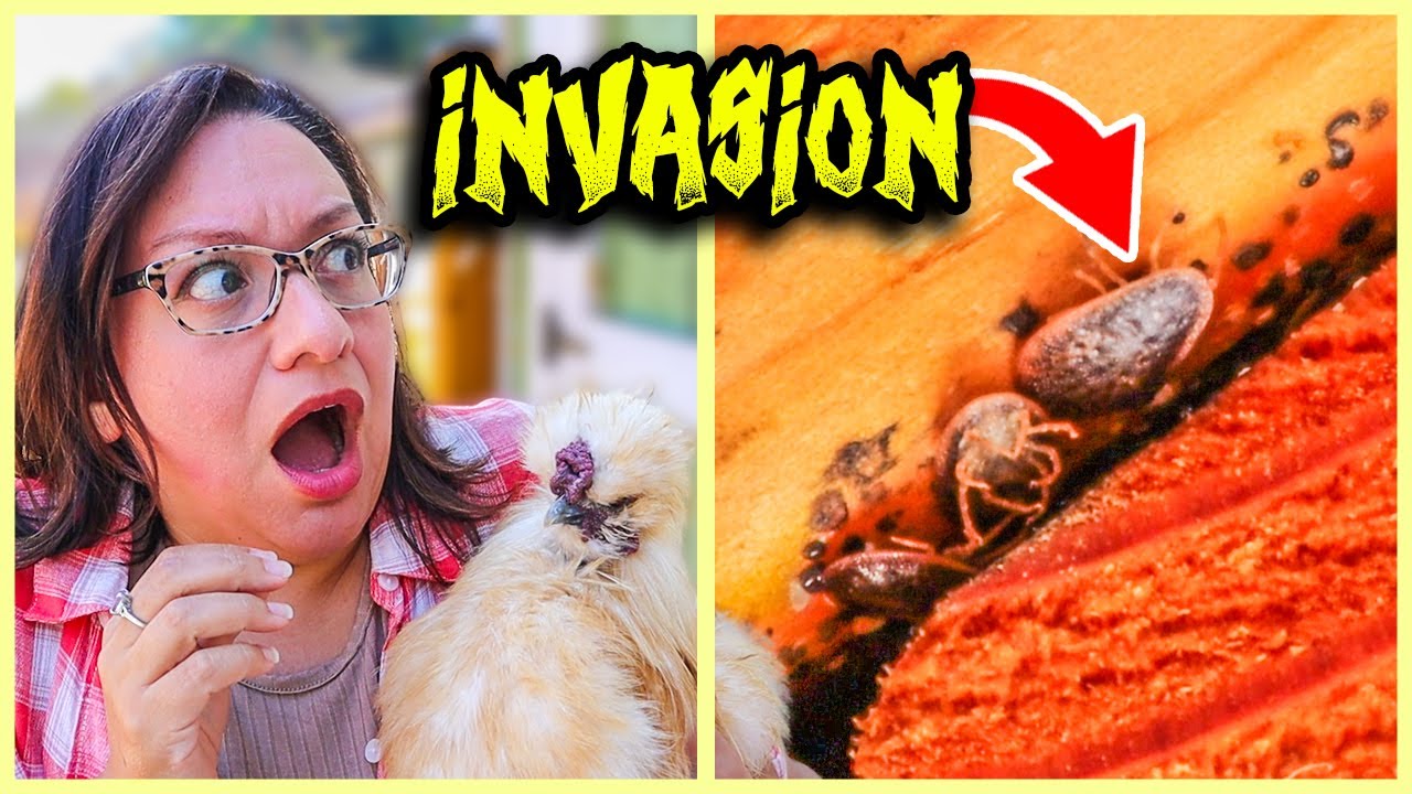 Fowl Tick: The WORST Chicken Parasite You've Never Heard Of!