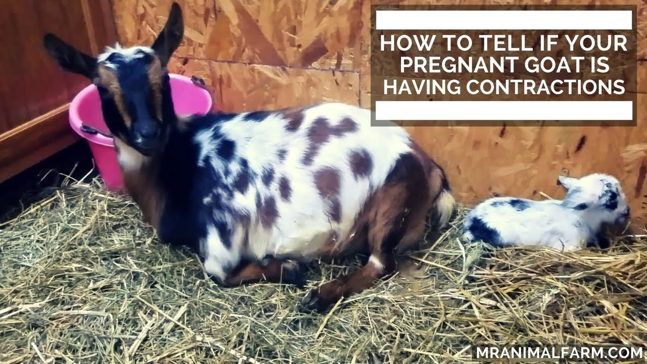 How To Tell If Your Pregnant Goat Is Having Contractions