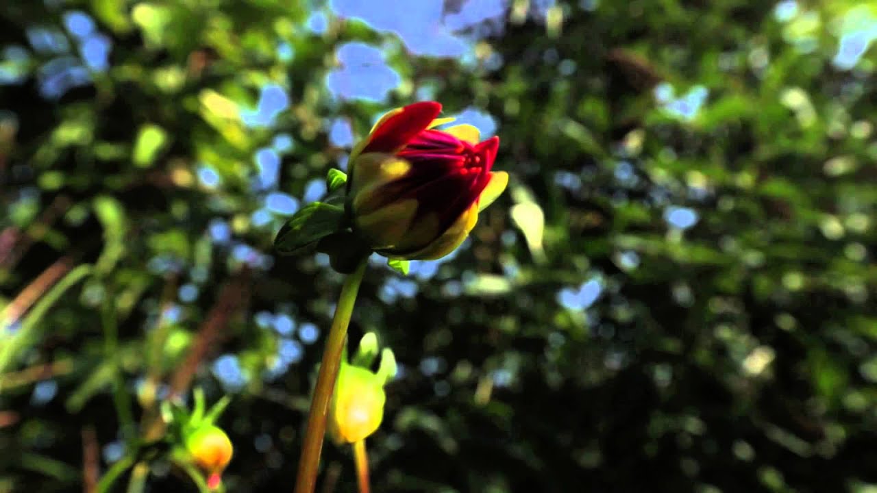 Andy Vernon on dahlias