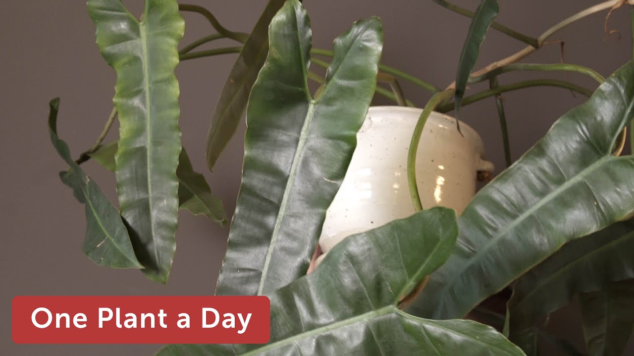 Philodendron billietiae Houseplant Care — 277 of 365