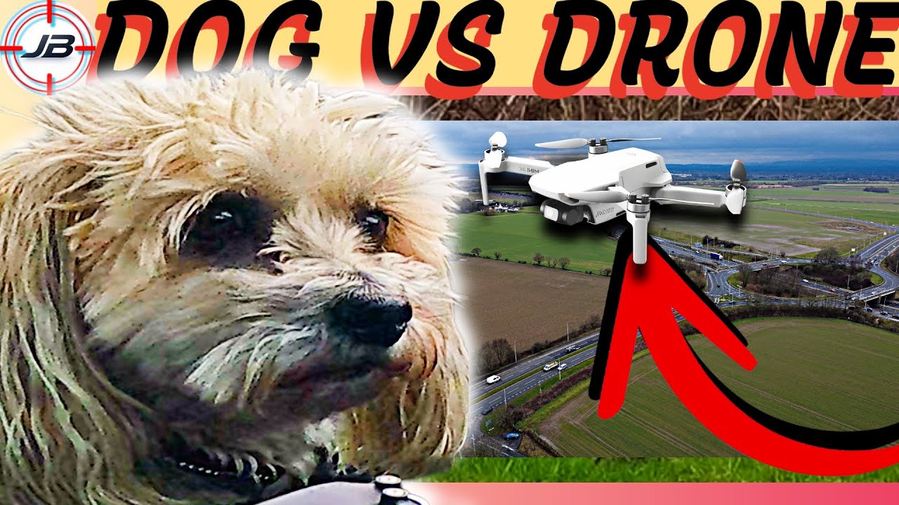 Taking My Dog to the Biggest Field I Could Find 🐶