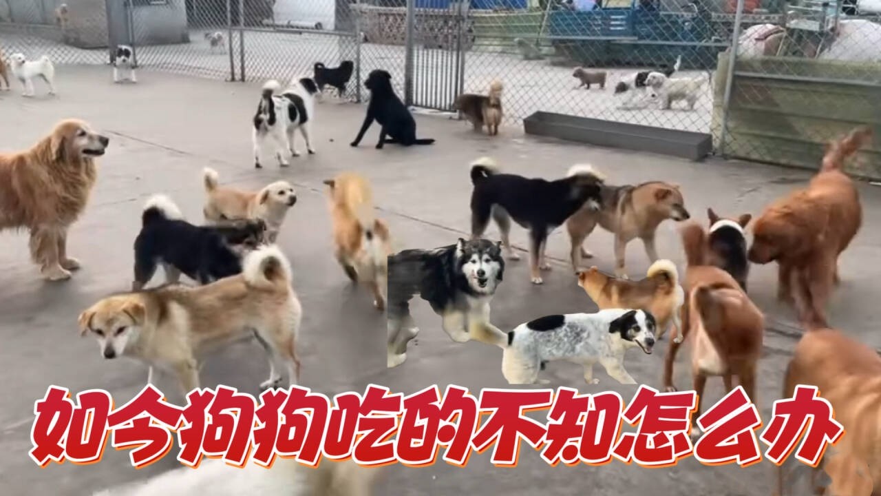 2026-3-12 Xiaoxu's Mountain Life with Dogs 山西的大山里生活着几百只狗狗，如今这些狗狗就连食物都不知道如何解决。