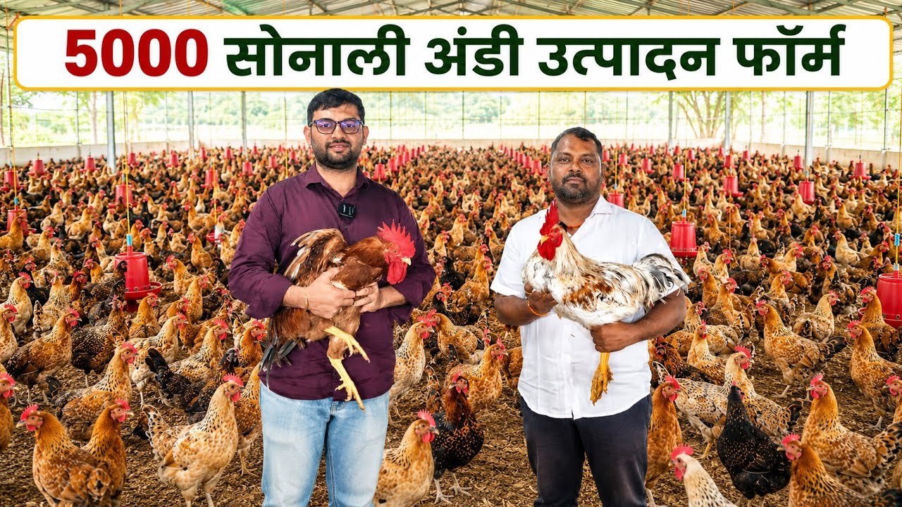 Desi gavran poultry farm गावरान sonali कोंबडी पालन आणि layer hatchery business
