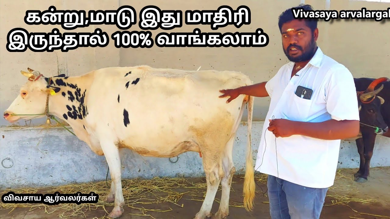 நல்ல தரமான மாடுகள்,கன்று தேர்வு செய்யும் முறை|#மாடு#cows#cowmarket#cattlefarm#goats#goatmarket#4k