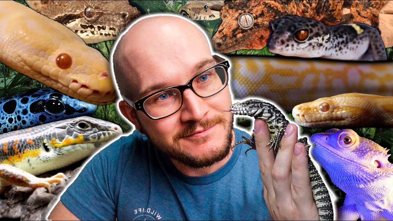 Meet My Pets Including My NEW DREAM REPTILE | My Favorite Reptiles