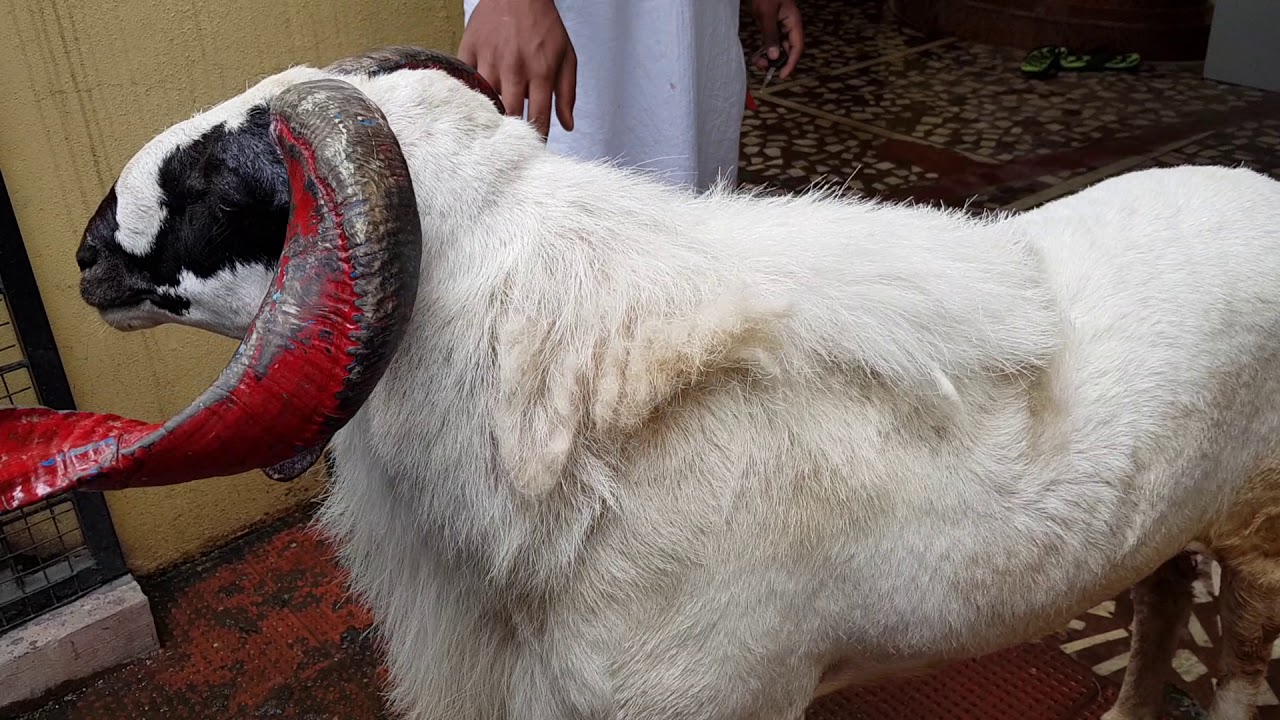 MaduraI Sheep's