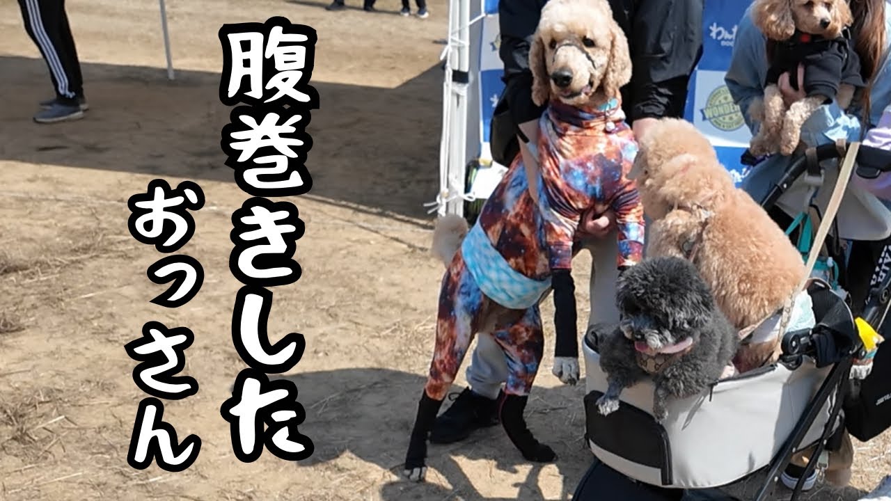 【プードルだらけ】1週間分しゃべらせて下さい🙏