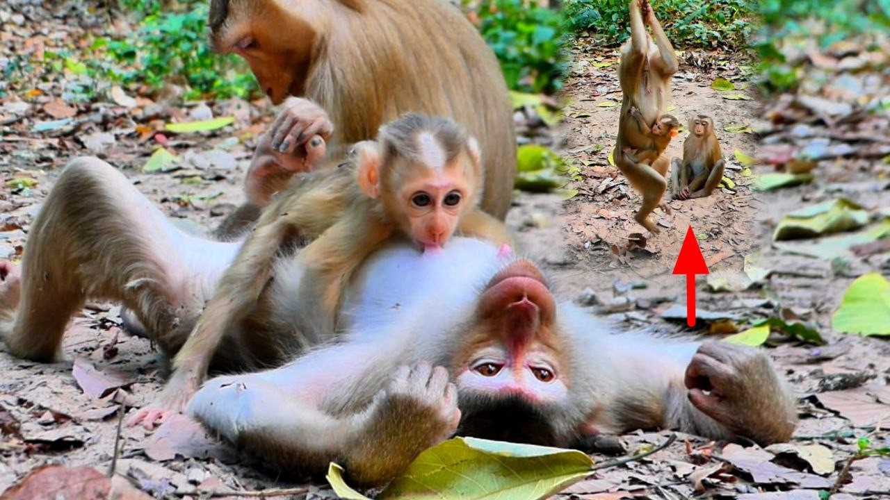 Unbelievable! Monkey Lauy very strange After Breastfeeding to her Babies, interestingly