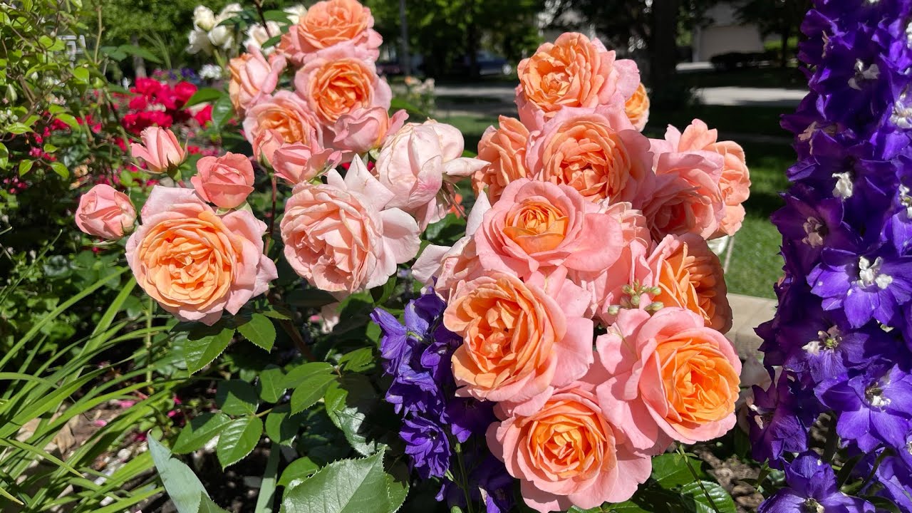 60 varieties of roses started blooming in zone 5 garden，with name｜60种玫瑰开始绽放，5区｜2024