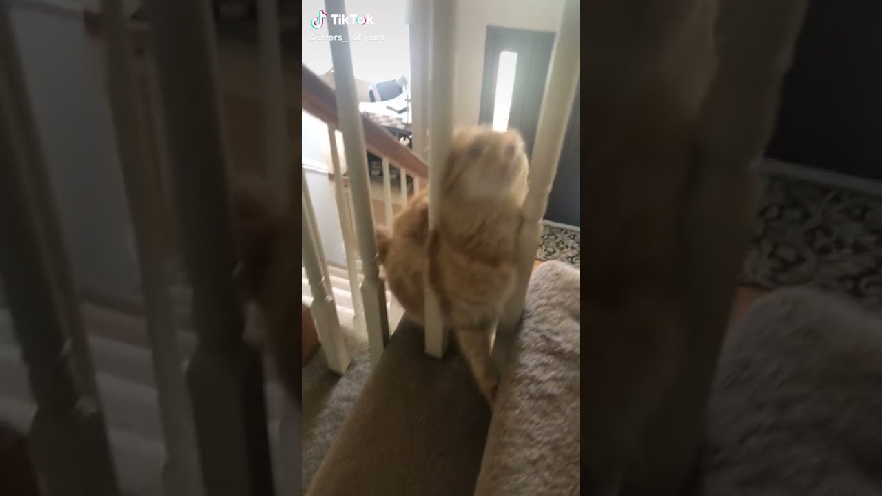 Cat falls from stairs and breaks a table 