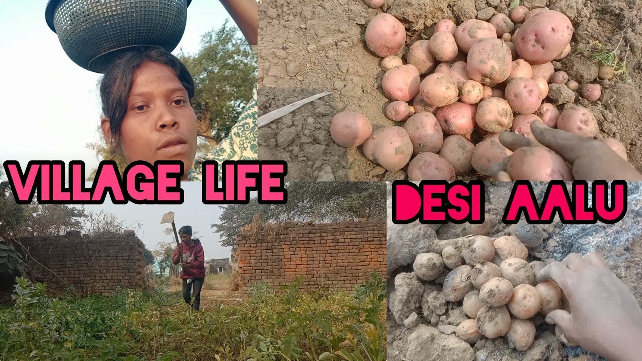 Aalu Kodne Gaye// Village Life style 😍#villagelifestyle 