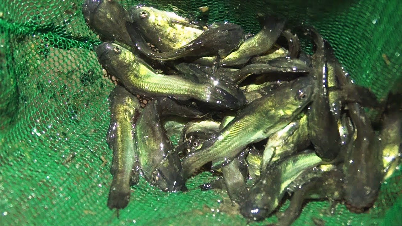 SAVING THOUSANDS OF BABY CATFISH FROM POND PREDATORS!