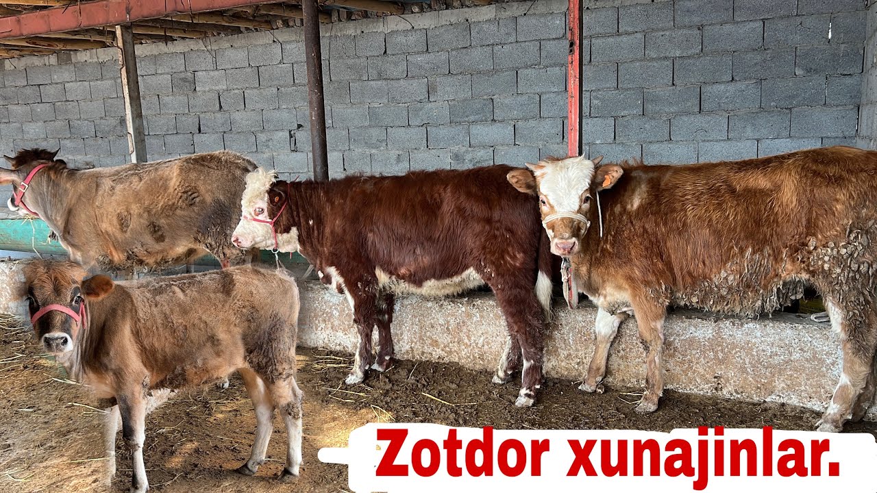 Smental.grefort .jersi xunajinlar sotiladi✅✅🔥🔥🔥😱😱😱😱🤝🤝🤝👍👍👍👍💯💯💯