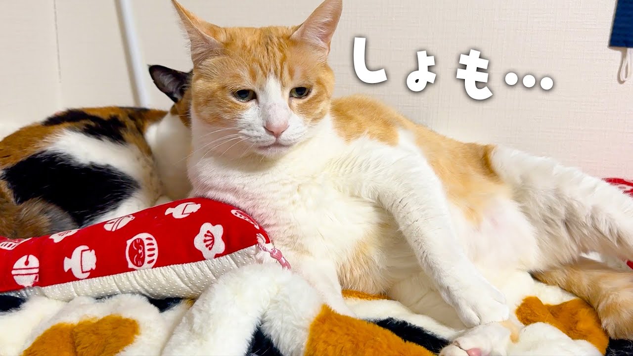 他の猫に肩を揉んでもらっている猫が完全におじさんすぎました…