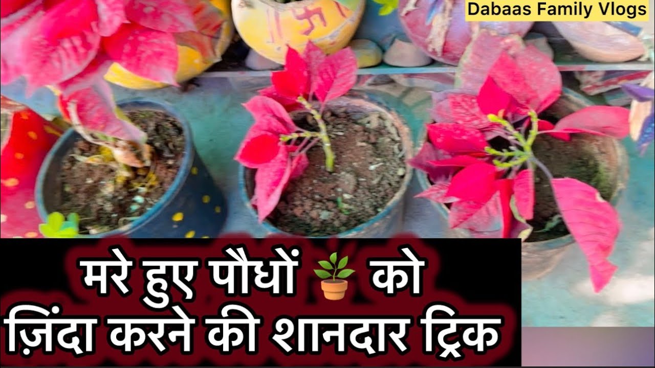 सूखे पौधे हरे-भरे बनेंगे! घर पर आजमाएं ये आसान तरीका 🌿| Dabaas Family Vlogs | Best Gardening Tips