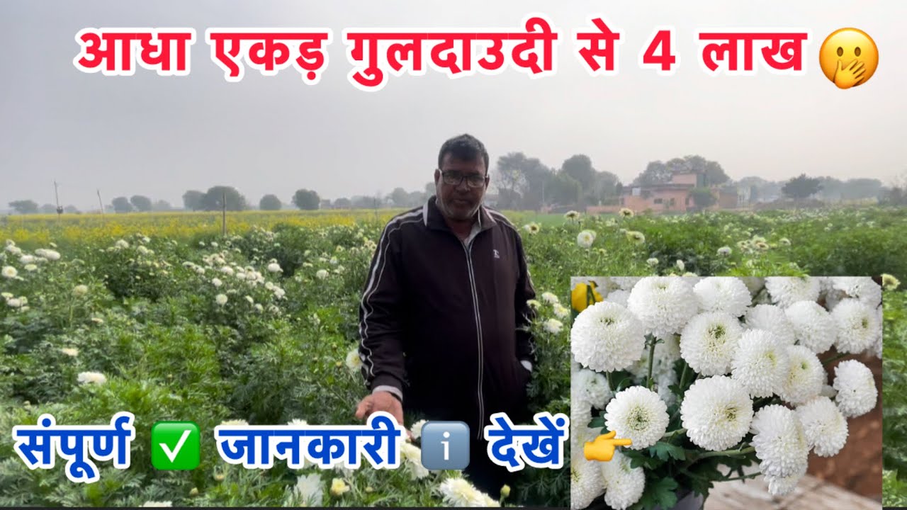 गुलदाउदी की फसल से किसान 🧑‍🌾 ने कमाए लाखों रुपये 🫢क्या आप भी कमाना चाहते हो ? 