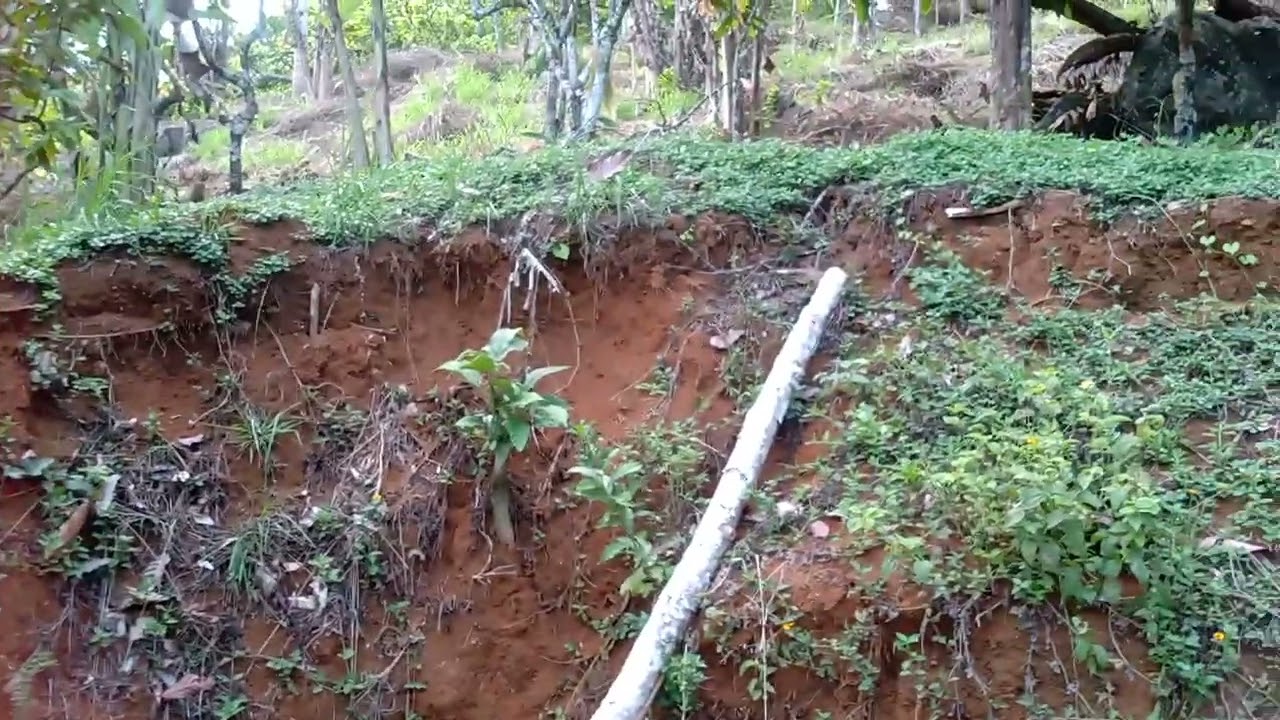 NÃOPLANTEI FEIJÃO AINDA..