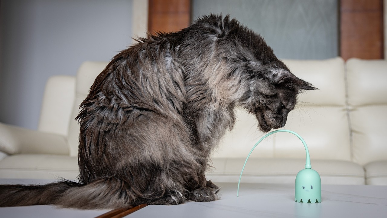 A toy that intrigued Mr. ViVo