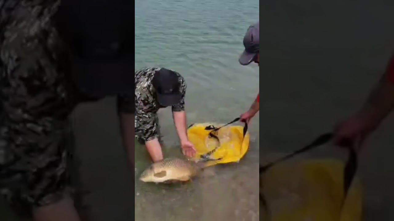 Releasing native golden carp💪⛵😉