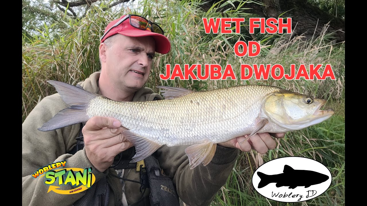 Bolenie na Wet Fish od Jakuba Dwojaka