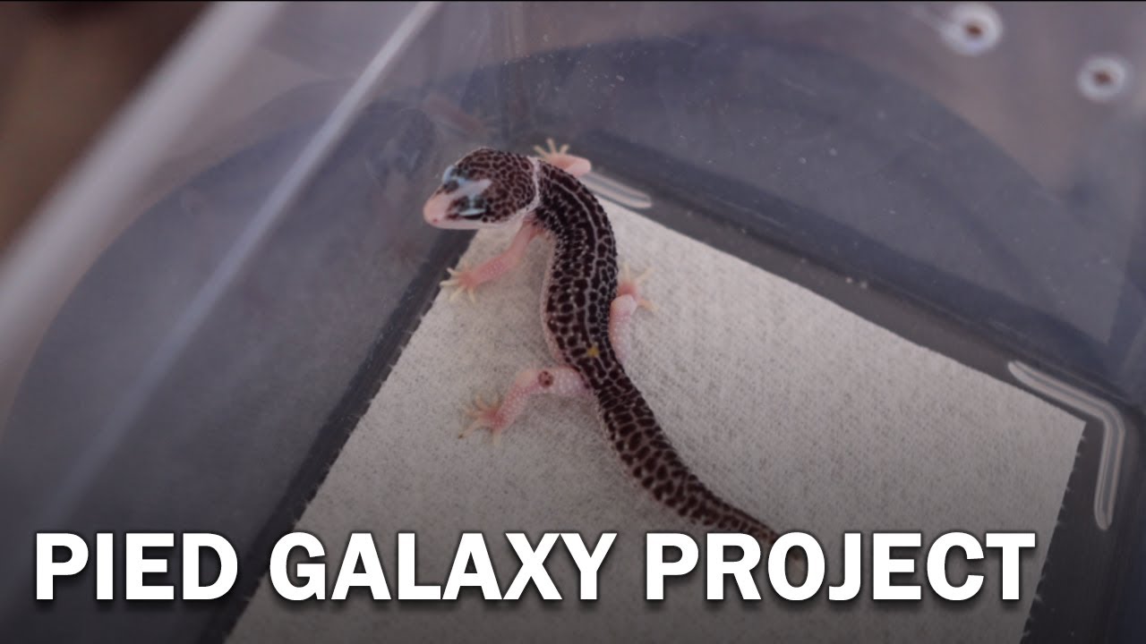 Does Pied Pattern Carry Over To Next Generation? | GECKOPIA