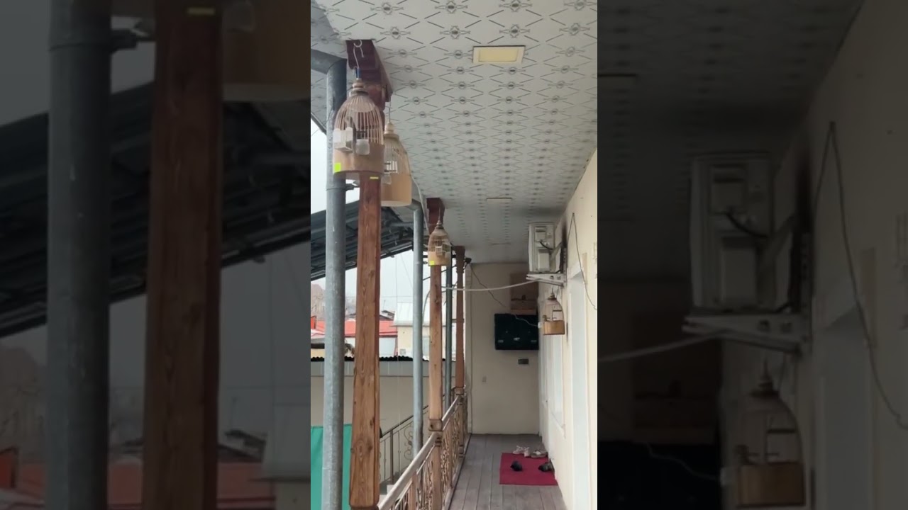 #bedana #birds #sayroqi #birdsounds #birdsounds #перепела #qushlar