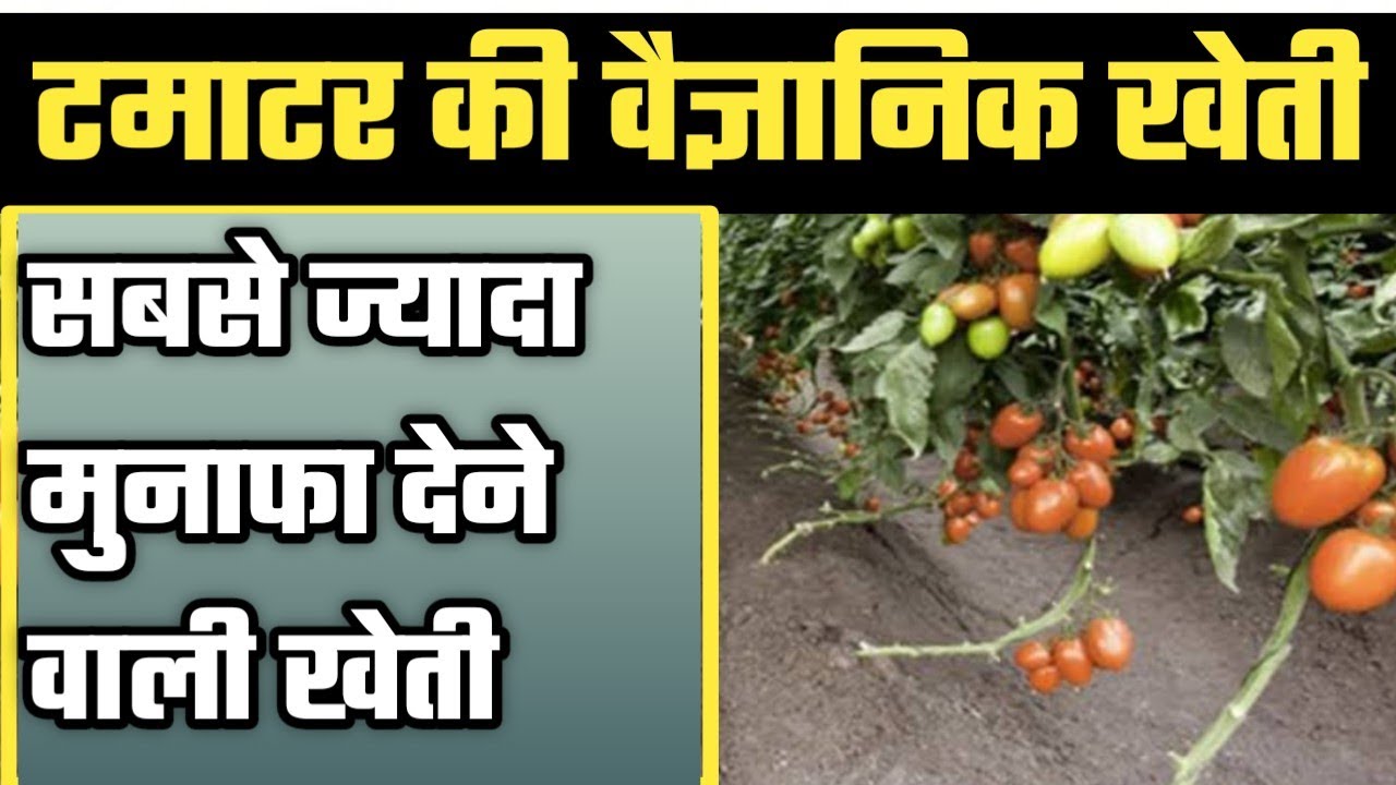Tomato farming | टमाटर की खेती इस विधि से मिलता है सबसे अधिक मुनाफा |