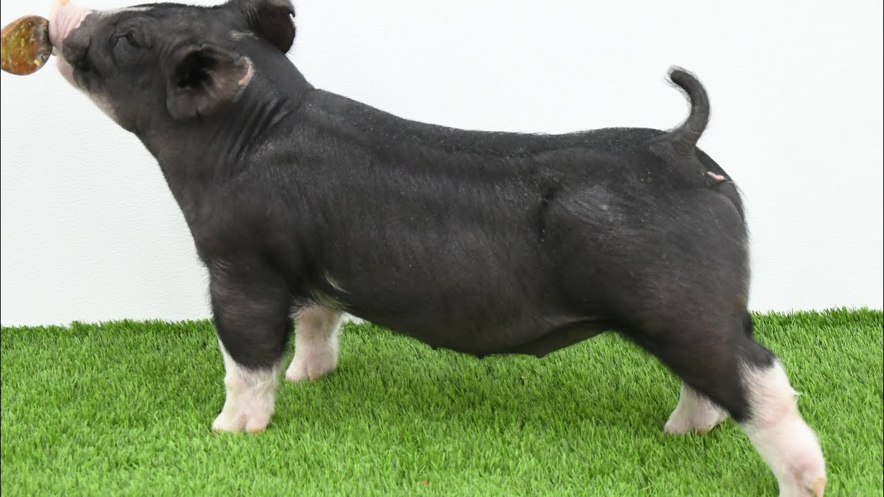 Lane Spring 2026: 221-10 Berkshire Gilt